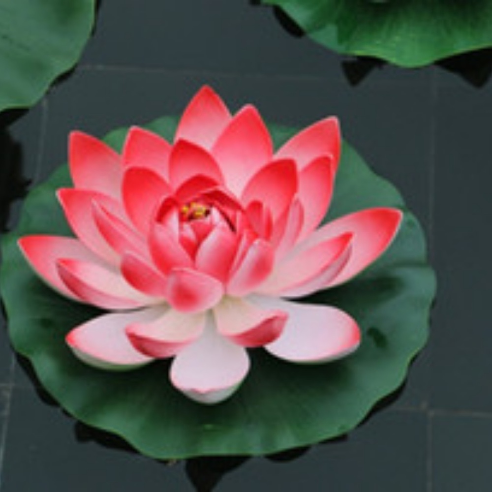 Meet your Posher, Missy